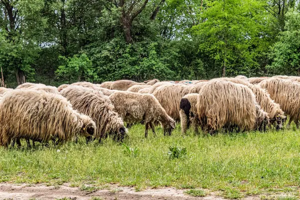 Orman, Karpatlar, Doğa Fotoğrafları - Avrupa, Doğu Avrupa, Romanya 