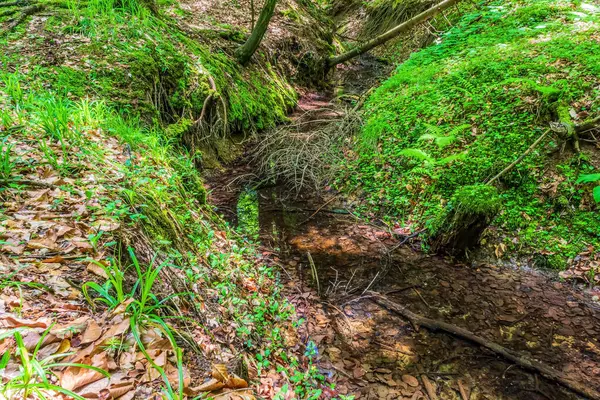 Orman, Karpatlar, Doğa Fotoğrafları - Avrupa, Doğu Avrupa, Romanya 