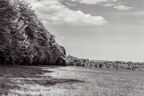 Orman, Karpatlar, Doğa Fotoğrafları - Avrupa, Doğu Avrupa, Romanya 