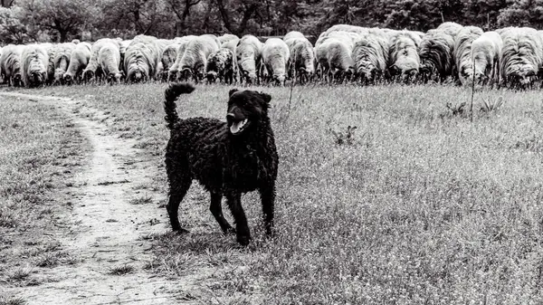Orman, Karpatlar, Doğa Fotoğrafları - Avrupa, Doğu Avrupa, Romanya 