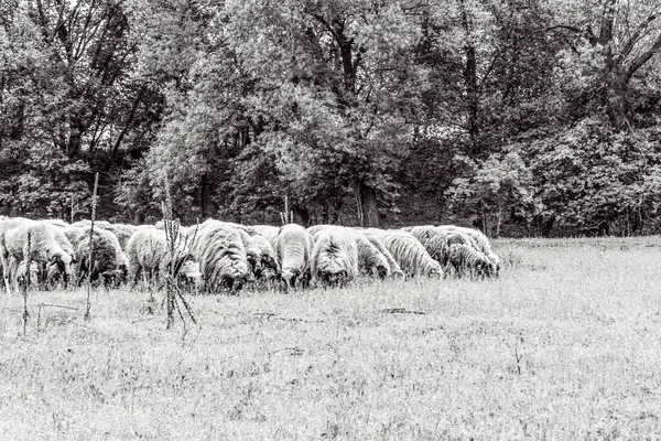 Orman, Karpatlar, Doğa Fotoğrafları - Avrupa, Doğu Avrupa, Romanya 