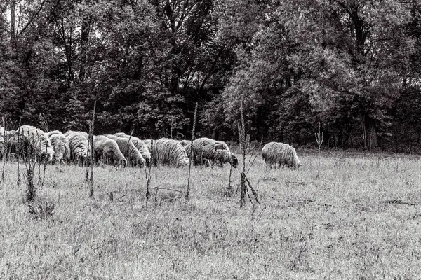 Orman, Karpatlar, Doğa Fotoğrafları - Avrupa, Doğu Avrupa, Romanya 