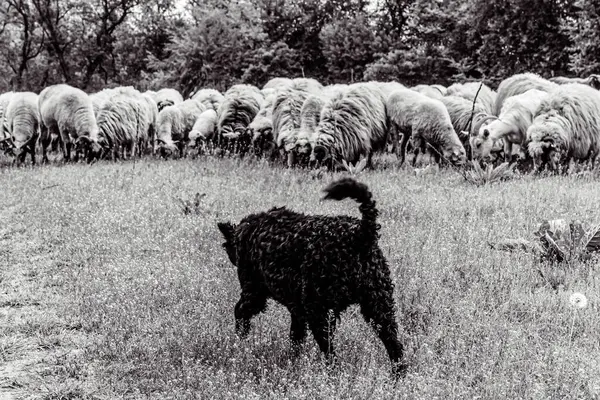 Orman, Karpatlar, Doğa Fotoğrafları - Avrupa, Doğu Avrupa, Romanya 