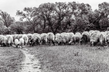 Orman, Karpatlar, Doğa Fotoğrafları - Avrupa, Doğu Avrupa, Romanya 