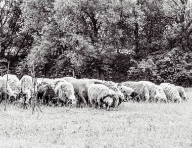 Orman, Karpatlar, Doğa Fotoğrafları - Avrupa, Doğu Avrupa, Romanya 