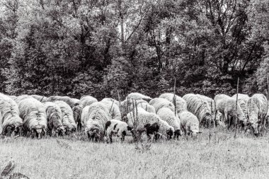 Orman, Karpatlar, Doğa Fotoğrafları - Avrupa, Doğu Avrupa, Romanya 
