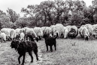 Orman, Karpatlar, Doğa Fotoğrafları - Avrupa, Doğu Avrupa, Romanya 