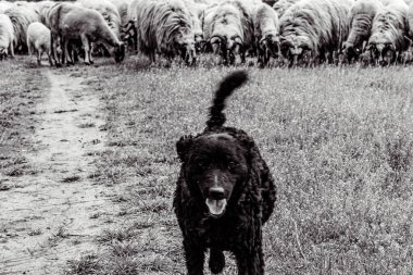 Orman, Karpatlar, Doğa Fotoğrafları - Avrupa, Doğu Avrupa, Romanya 