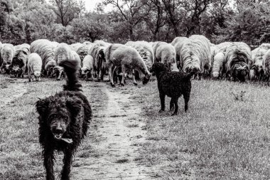 Orman, Karpatlar, Doğa Fotoğrafları - Avrupa, Doğu Avrupa, Romanya 