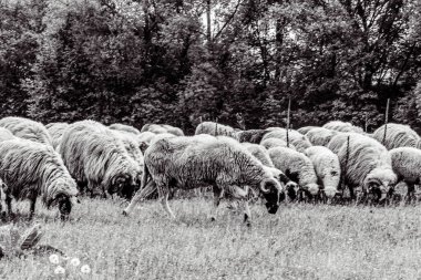 Orman, Karpatlar, Doğa Fotoğrafları - Avrupa, Doğu Avrupa, Romanya 