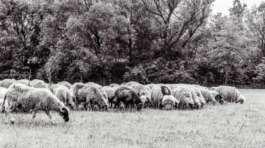 Orman, Karpatlar, Doğa Fotoğrafları - Avrupa, Doğu Avrupa, Romanya 