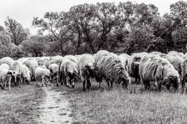 Orman, Karpatlar, Doğa Fotoğrafları - Avrupa, Doğu Avrupa, Romanya 