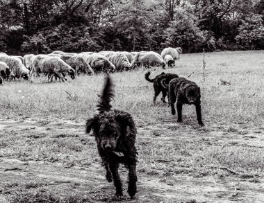 Orman, Karpatlar, Doğa Fotoğrafları - Avrupa, Doğu Avrupa, Romanya 