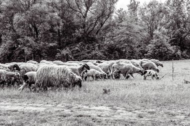 Orman, Karpatlar, Doğa Fotoğrafları - Avrupa, Doğu Avrupa, Romanya 