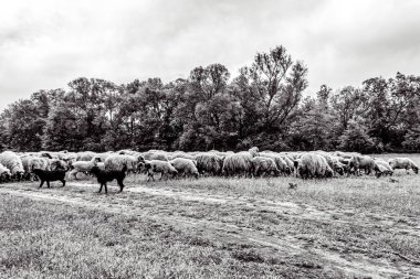 Orman, Karpatlar, Doğa Fotoğrafları - Avrupa, Doğu Avrupa, Romanya 