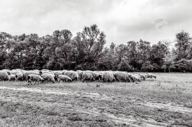 Orman, Karpatlar, Doğa Fotoğrafları - Avrupa, Doğu Avrupa, Romanya 