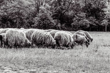 Orman, Karpatlar, Doğa Fotoğrafları - Avrupa, Doğu Avrupa, Romanya 