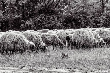 Orman, Karpatlar, Doğa Fotoğrafları - Avrupa, Doğu Avrupa, Romanya 