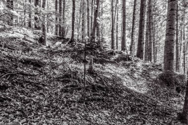 Orman, Karpatlar, Doğa Fotoğrafları - Avrupa, Doğu Avrupa, Romanya 