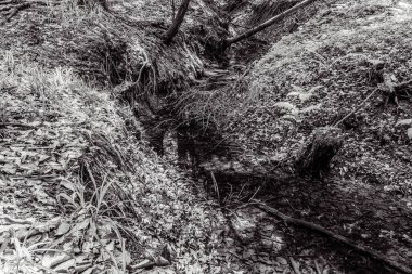 Orman, Karpatlar, Doğa Fotoğrafları - Avrupa, Doğu Avrupa, Romanya 