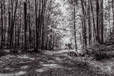 Orman, Karpatlar, Doğa Fotoğrafları - Avrupa, Doğu Avrupa, Romanya 