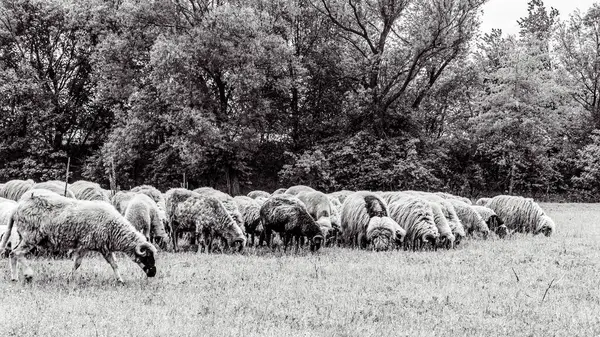 Orman, Karpatlar, Doğa Fotoğrafları - Avrupa, Doğu Avrupa, Romanya 