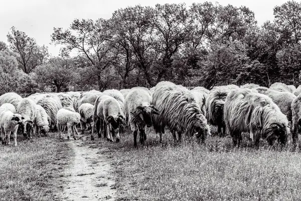 Orman, Karpatlar, Doğa Fotoğrafları - Avrupa, Doğu Avrupa, Romanya 
