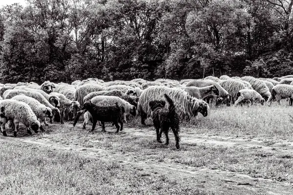 Orman, Karpatlar, Doğa Fotoğrafları - Avrupa, Doğu Avrupa, Romanya 