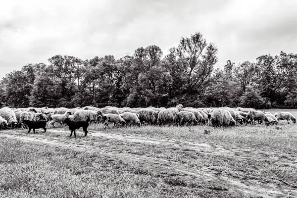Orman, Karpatlar, Doğa Fotoğrafları - Avrupa, Doğu Avrupa, Romanya 