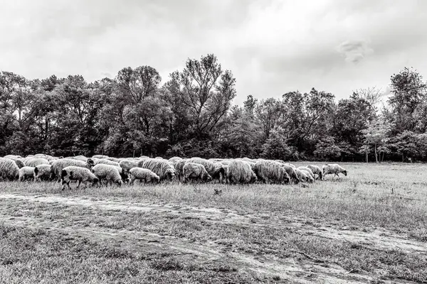Orman, Karpatlar, Doğa Fotoğrafları - Avrupa, Doğu Avrupa, Romanya 