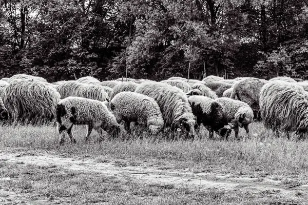 Orman, Karpatlar, Doğa Fotoğrafları - Avrupa, Doğu Avrupa, Romanya 