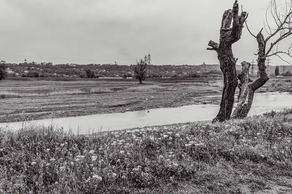 Orman, Karpatlar, Doğa Fotoğrafları - Avrupa, Doğu Avrupa, Romanya 