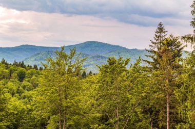 Tepedeki yeşil dağ ormanı.