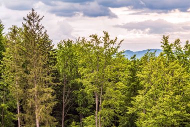 Gökyüzündeki mavi ve beyaz bulutların arka planında yeşil orman