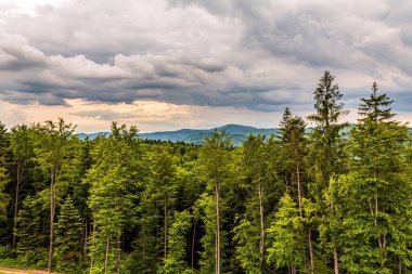 Ağaçlı ve arka planda bir dağ olan ormanın güzel bir görüntüsü.