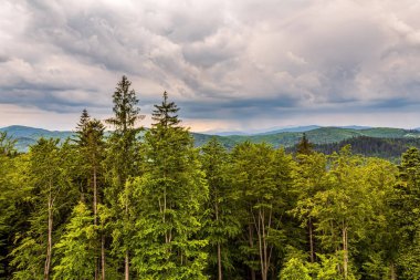 Arkasında dağlar olan yeşil orman