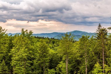 Mavi bulutlu gökyüzünün altında güzel bir orman manzarası