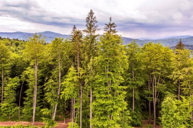 Dağlardaki yeşil orman