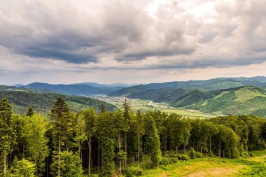 Arkasında ağaçlar ve dağlar olan yeşil orman..
