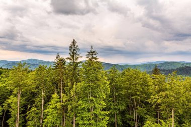 Karpatlar 'daki dağların ormanı. Yeşil otlar ve kozalaklı ağaçlarla dolu yaz manzarası..