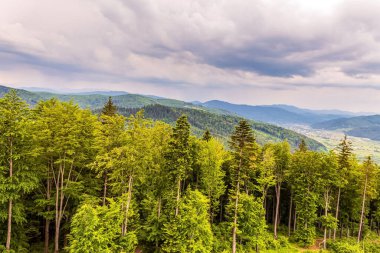 Bulutlu yeşil dağ ormanı