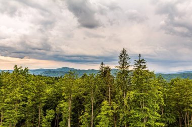 güzel dağ manzarası ile orman