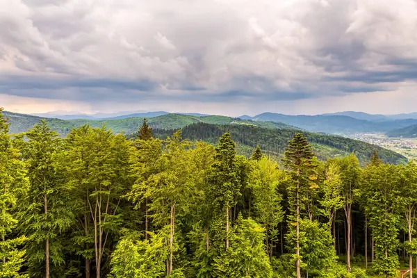 Ukrayna 'da Karpatlar' ın yaz mevsiminde güzel bir dağ manzarası