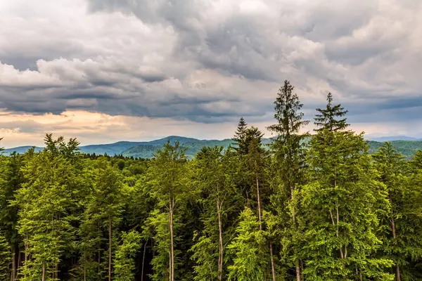 Yeşil orman ve bulutlar