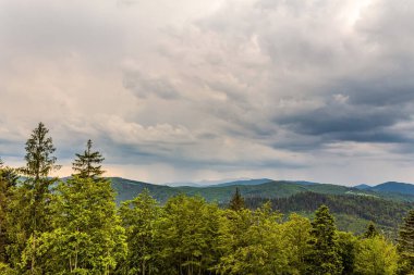 Karpatlar 'daki güzel dağ ormanı