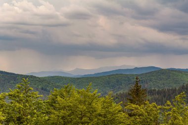 Karpat Dağları 'ndaki ormanın üzerinde yağmur bulutları. yaz günü.