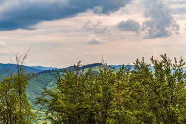 Ormanın güzel manzarası