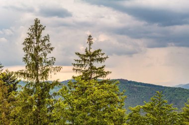 Kartaca ormanının güzel manzarası