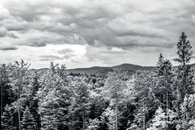 Bir ormanın siyah beyaz fotoğrafı.