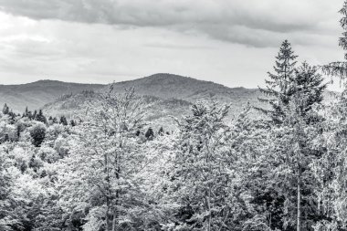 Dağlardaki ormanın gri tonlu manzarası